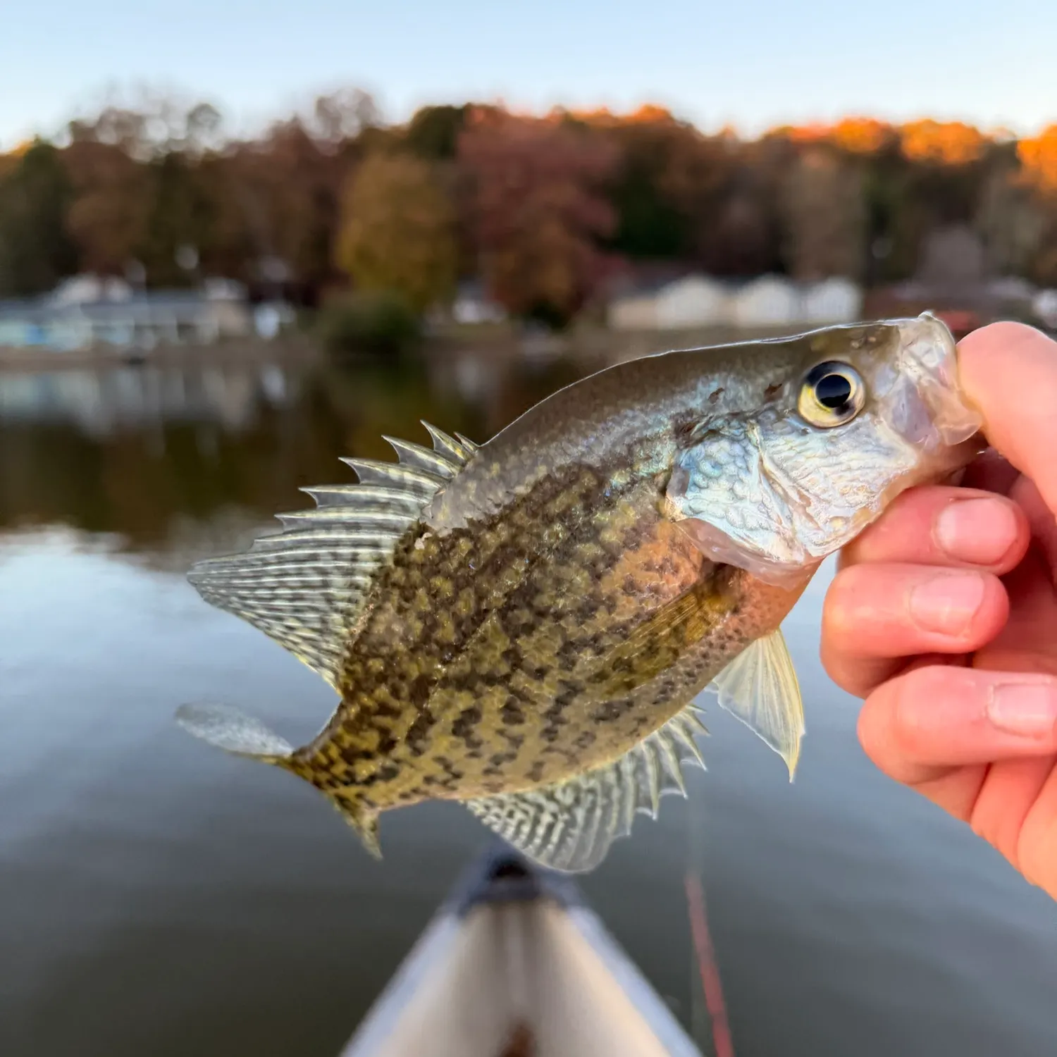 White crappie caught on Fishbrain