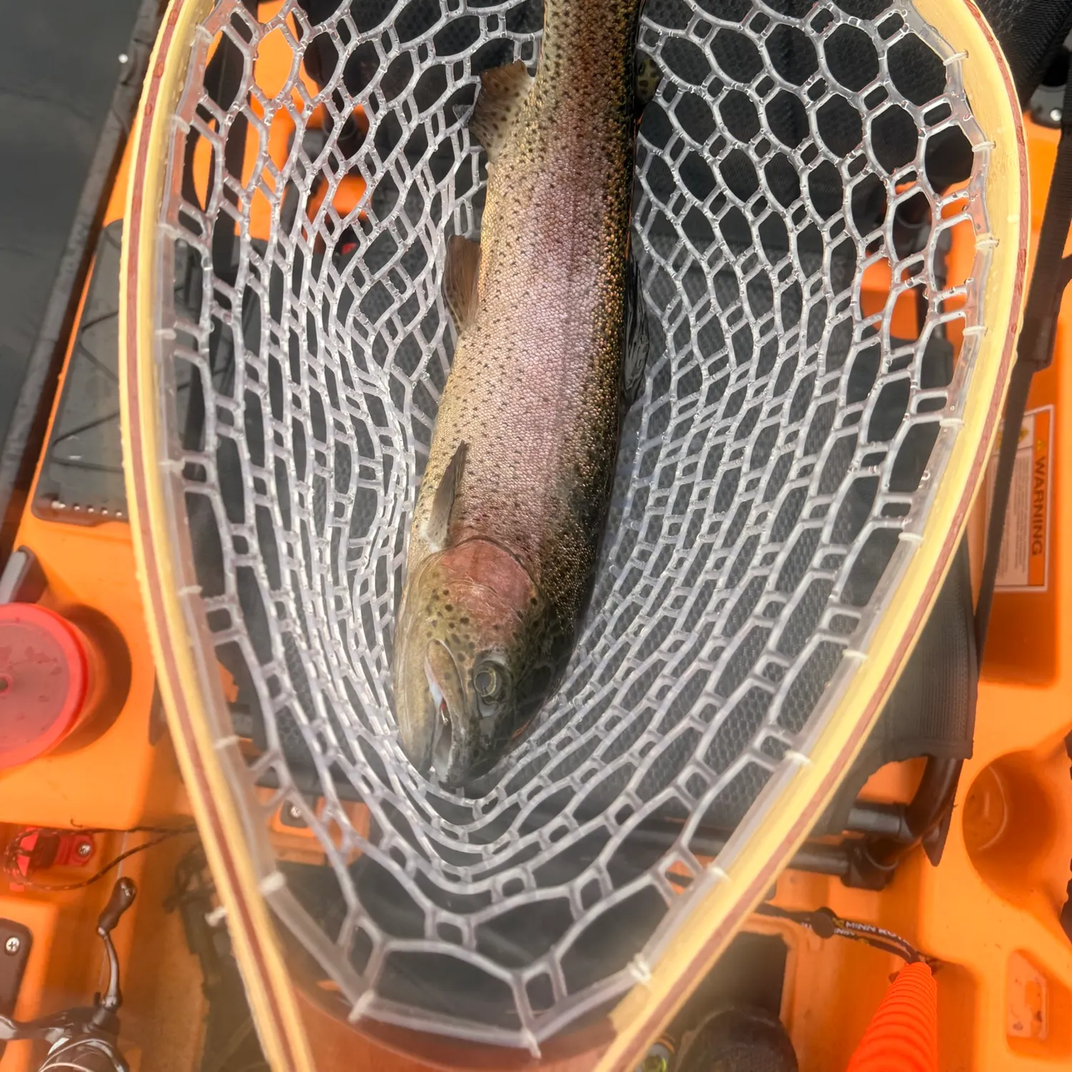 Rainbow trout caught on Fishbrain