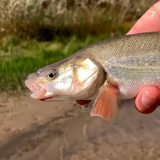 The most recent Roundtail chub catches on Fishbrain