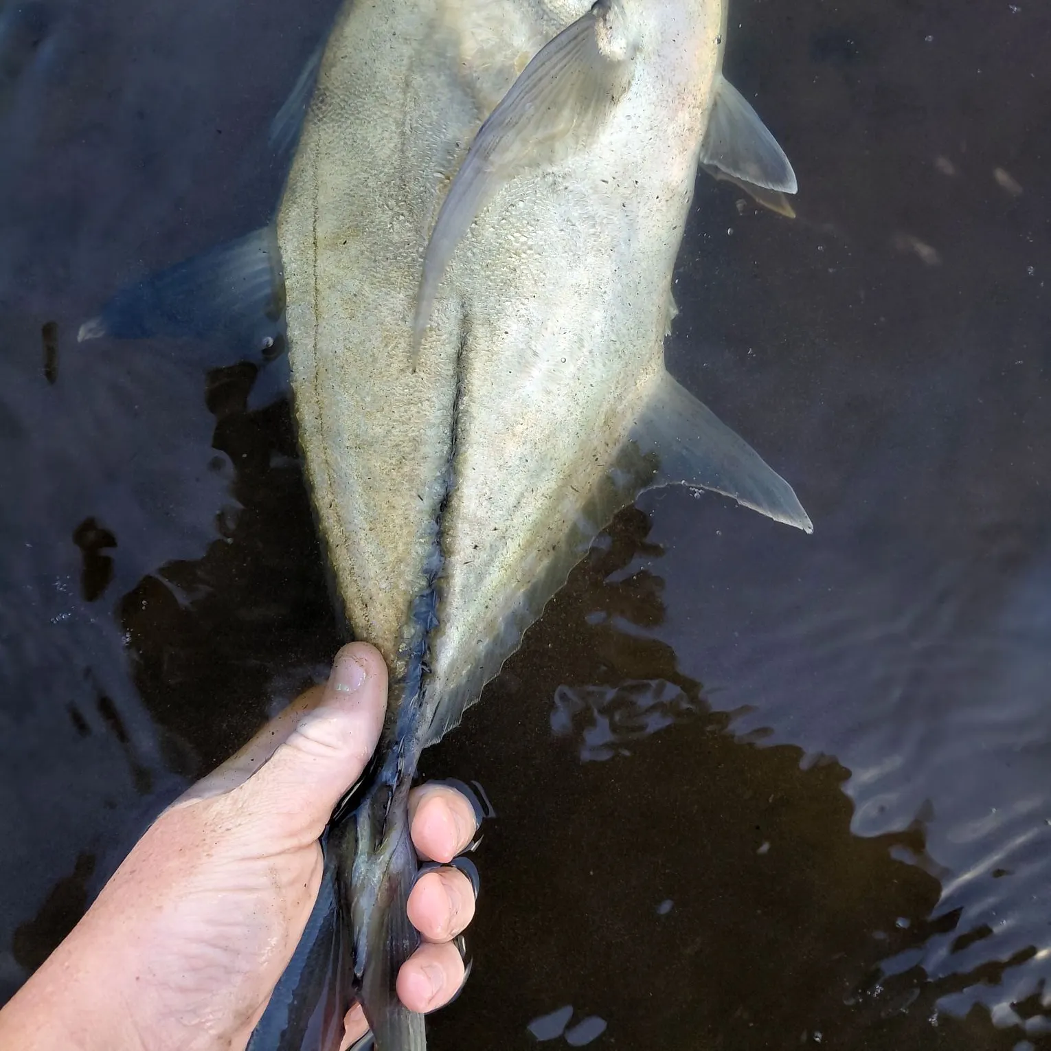 The most recent Bigeye trevally catches on Fishbrain