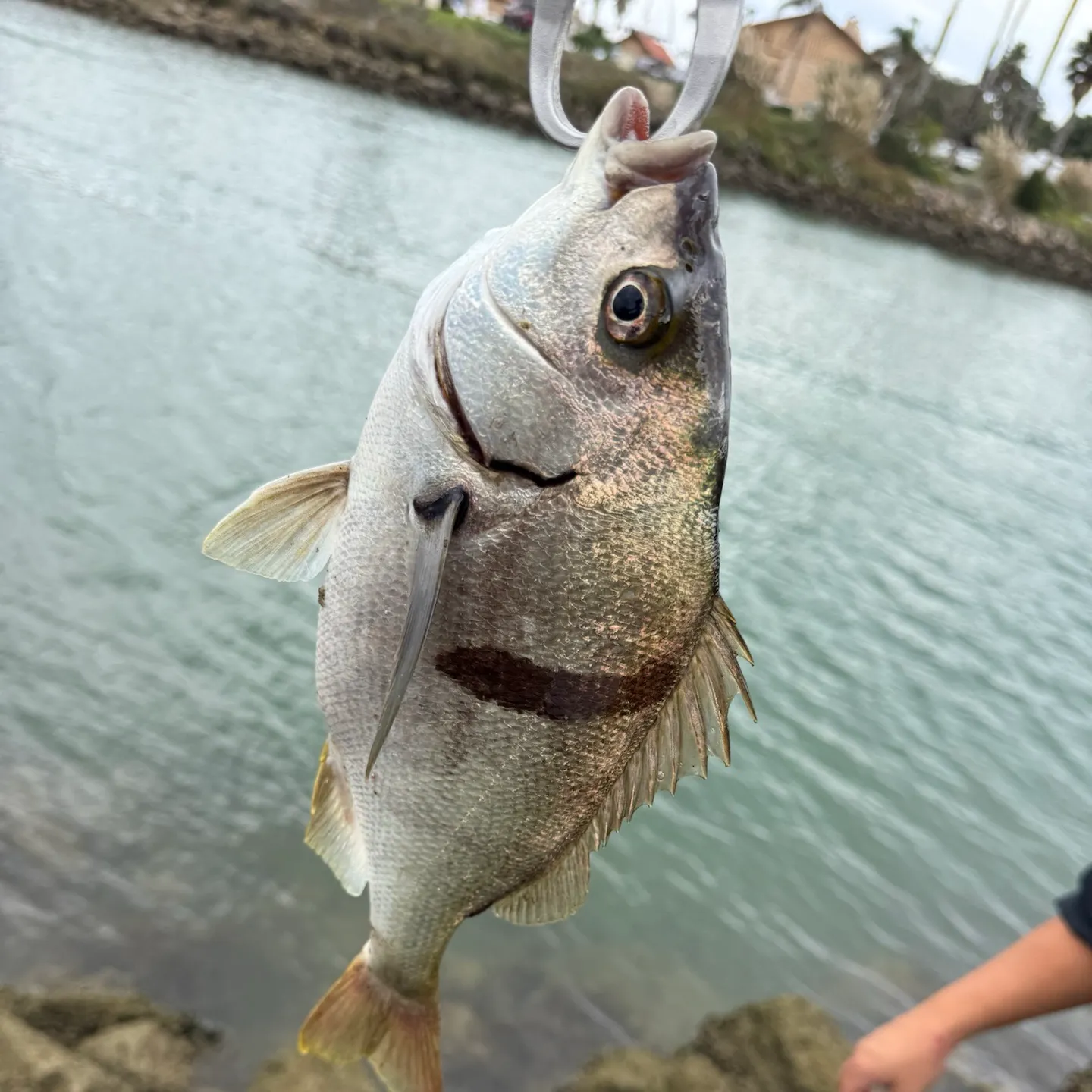 The most recent Pacific spadefish catches on Fishbrain