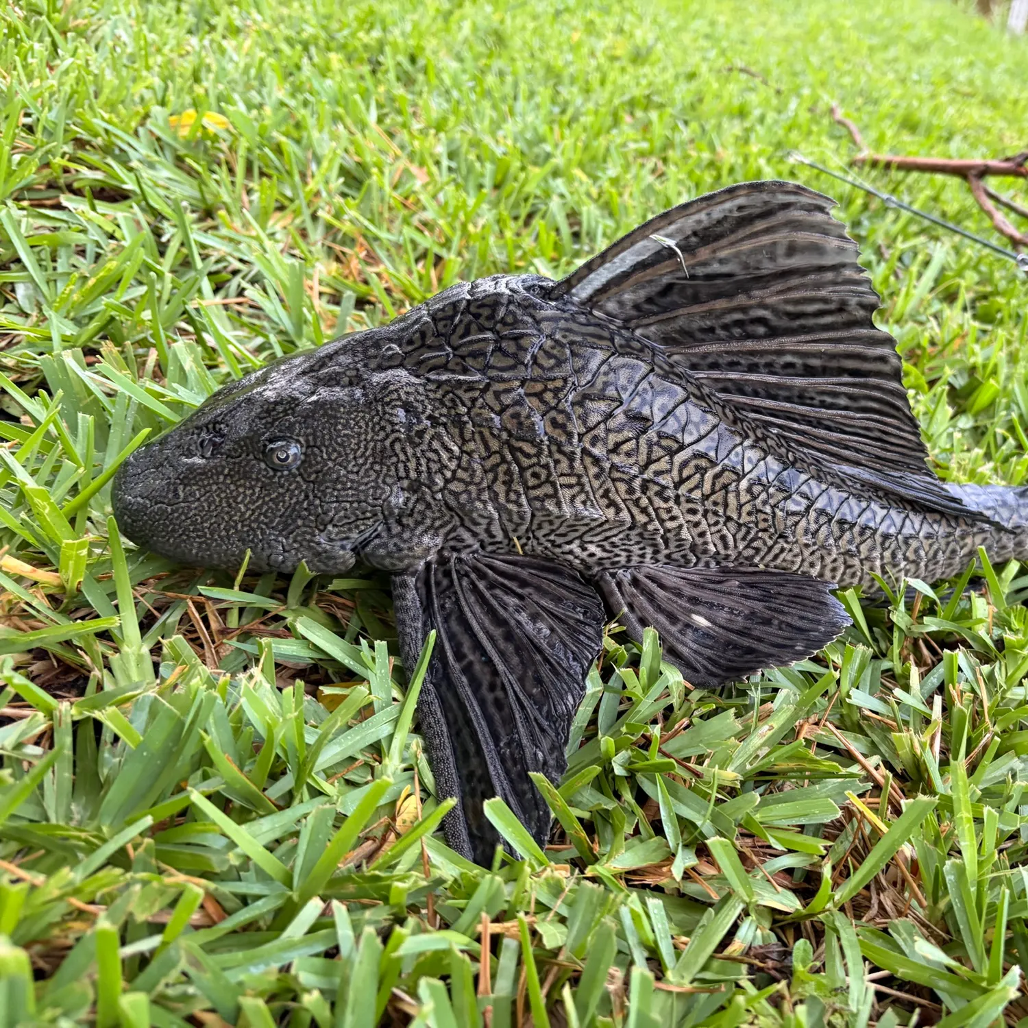 The most recent Suckermouth catfish catches on Fishbrain