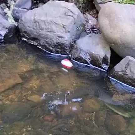 Shortfin eel caught on Fishbrain