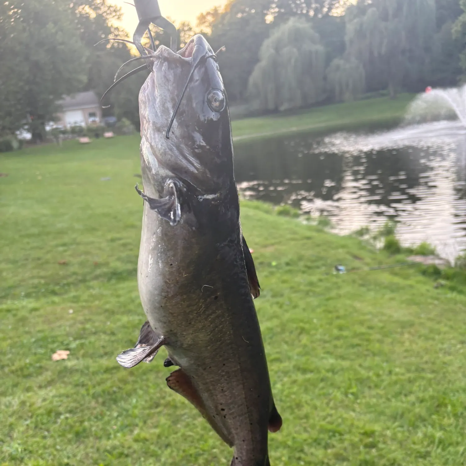Channel catfish caught on Fishbrain