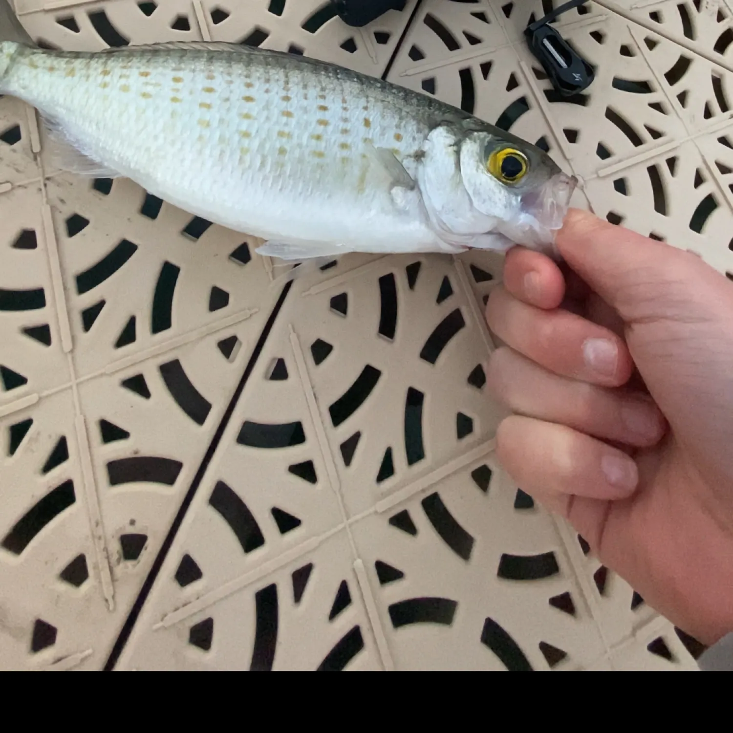 most liked catch image
