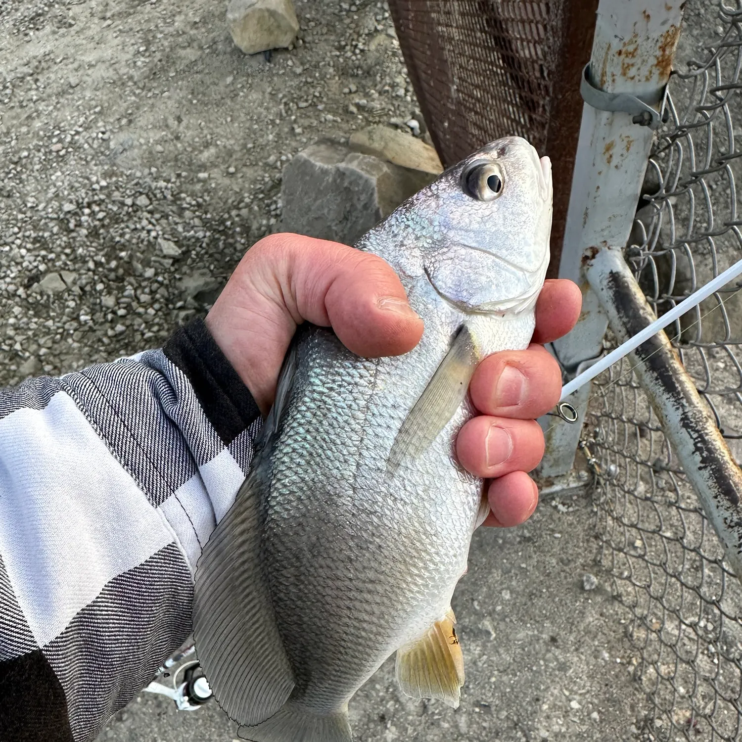 Freshwater drum caught on Fishbrain