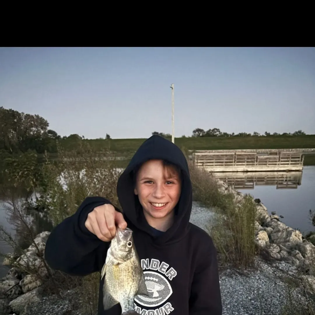 Black crappie caught on Fishbrain