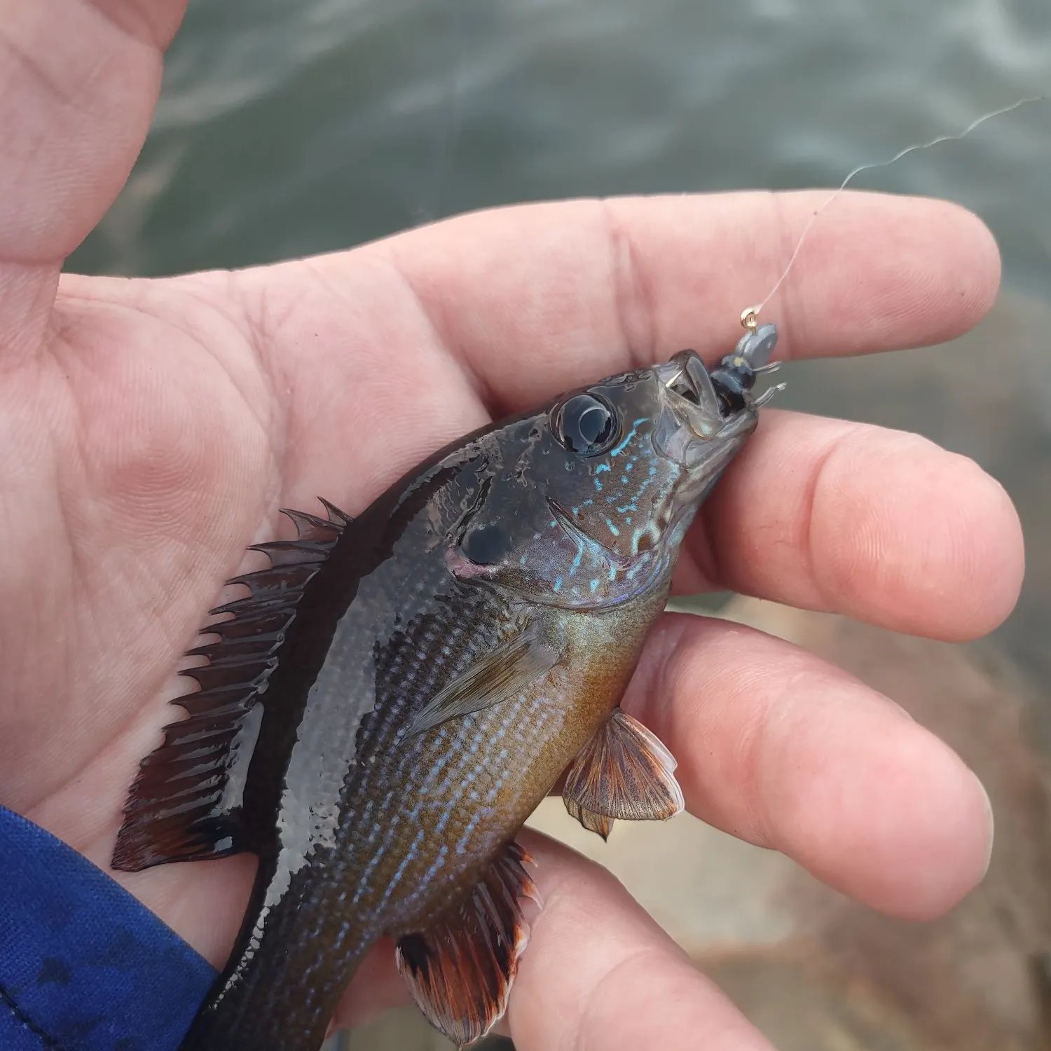 Green sunfish caught on Fishbrain