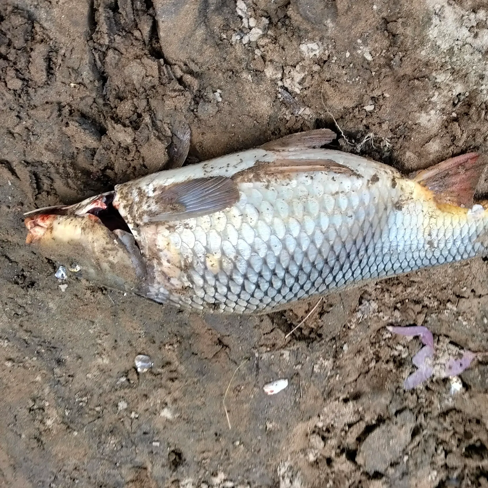 Common carp caught on Fishbrain