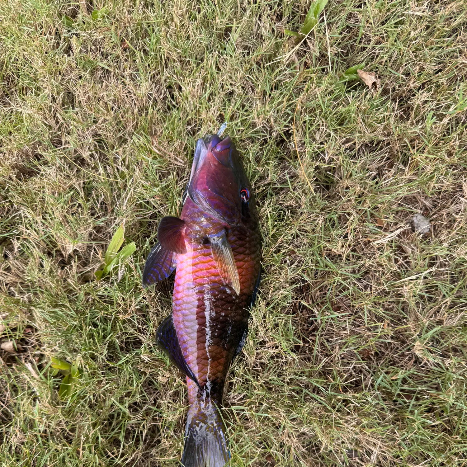 Manybar goatfish caught on Fishbrain