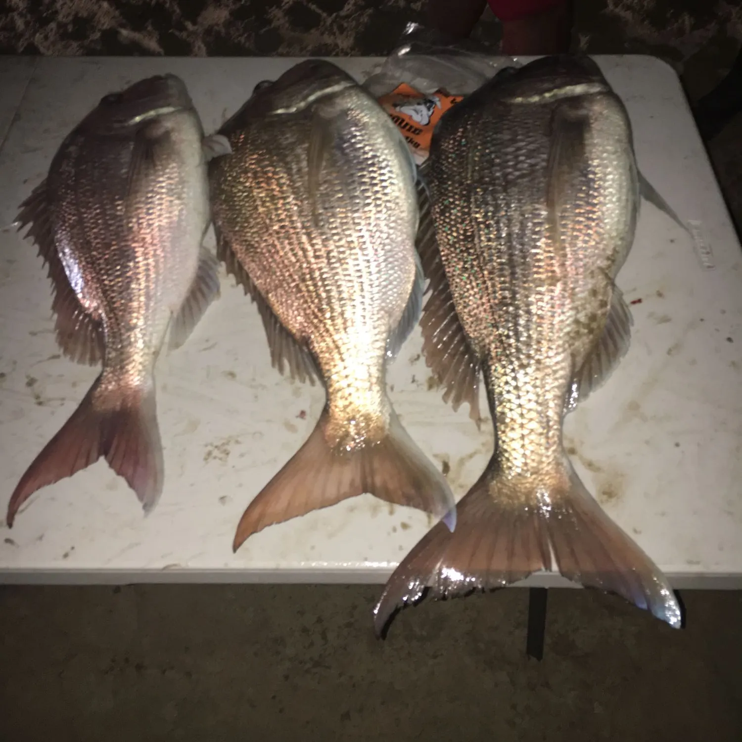 recently logged catches