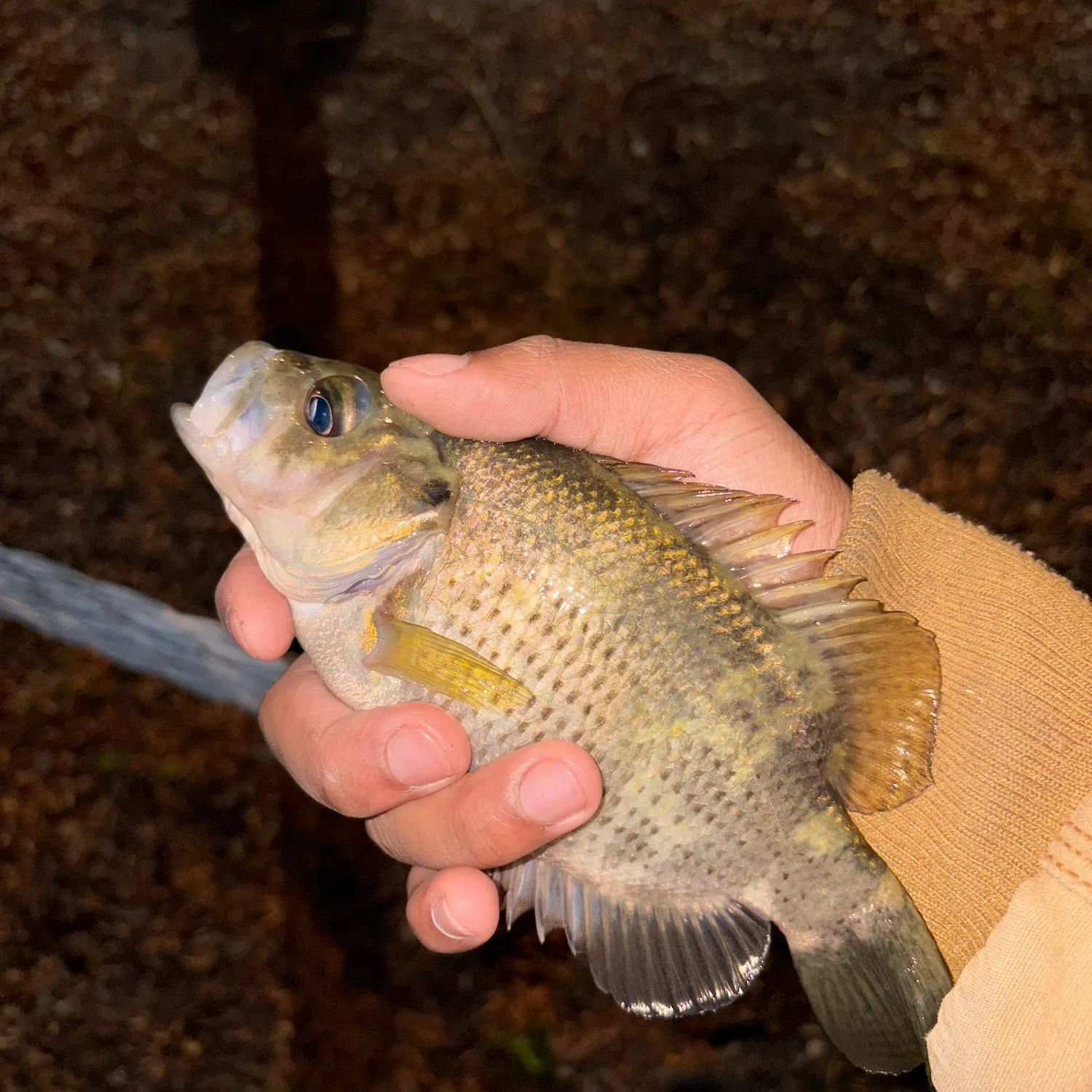 Rock bass caught on Fishbrain