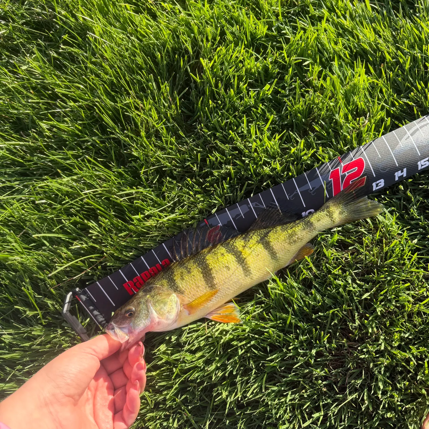 Yellow perch caught on Fishbrain