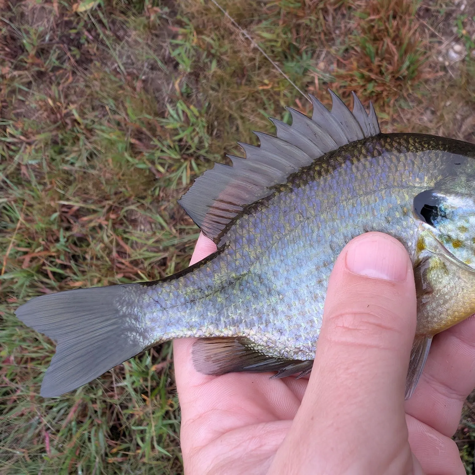Redear x bluegill caught on Fishbrain