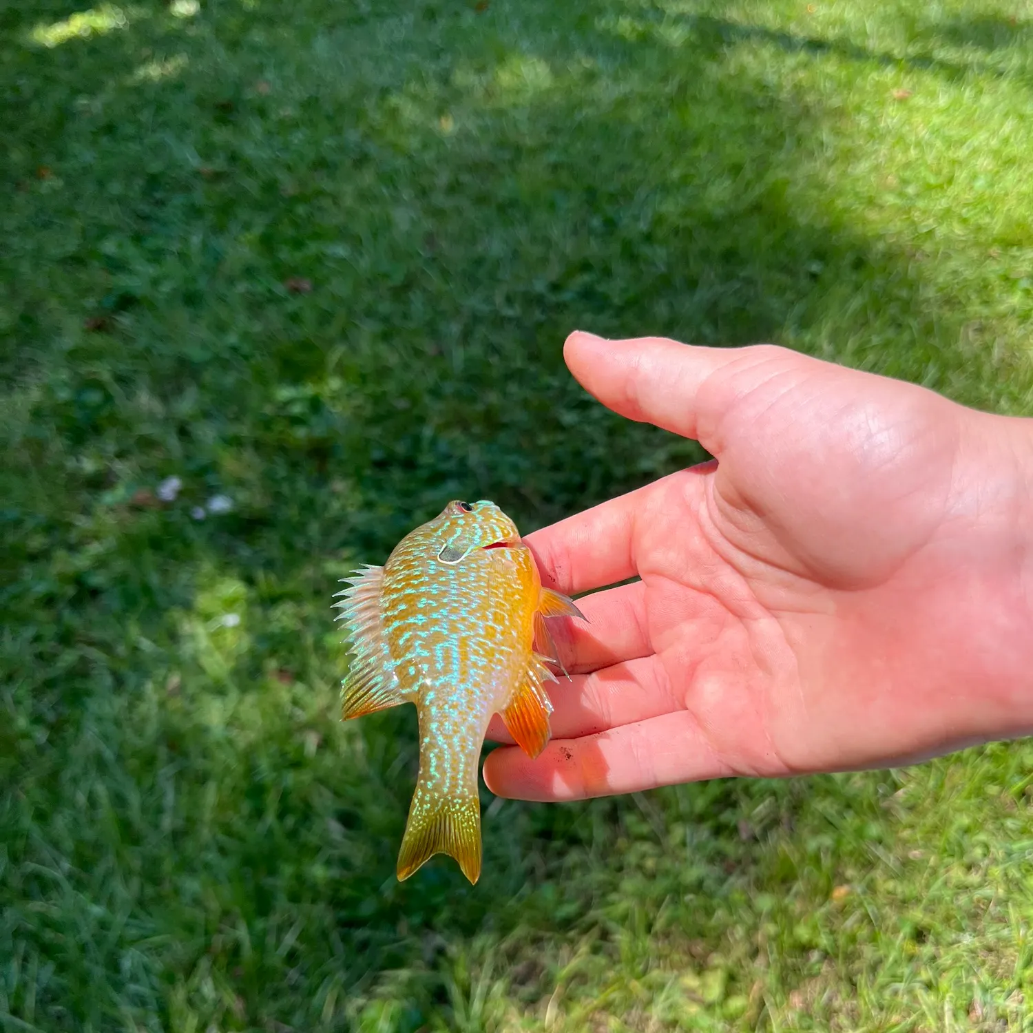 Longear sunfish caught on Fishbrain