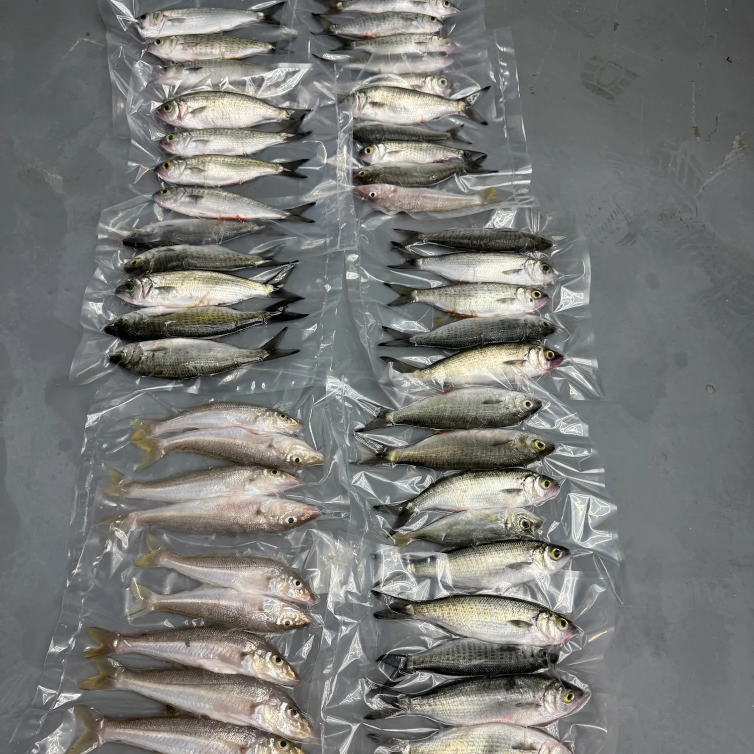 The most recent Australian ruff catches on Fishbrain