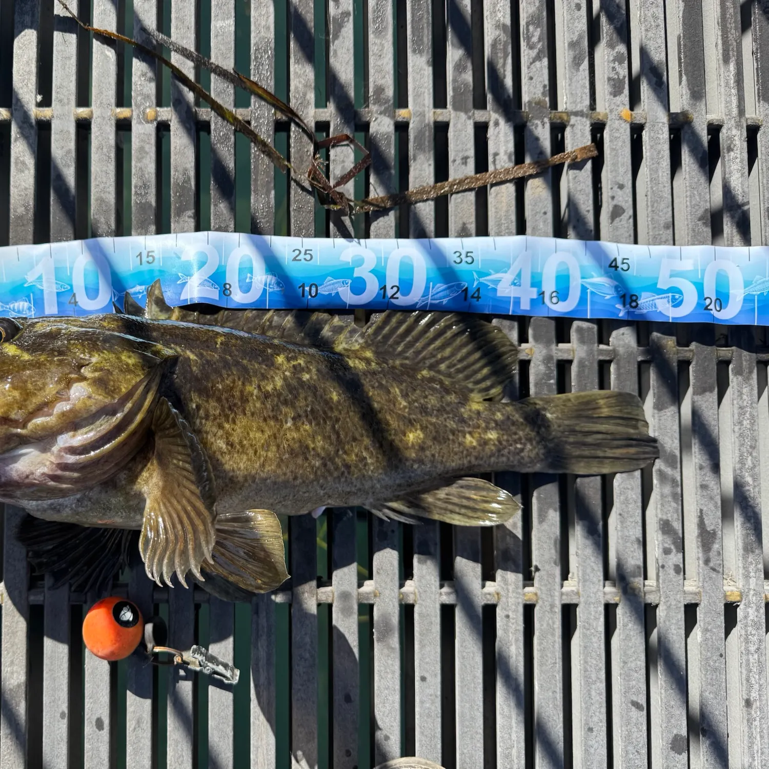 Grass rockfish caught on Fishbrain