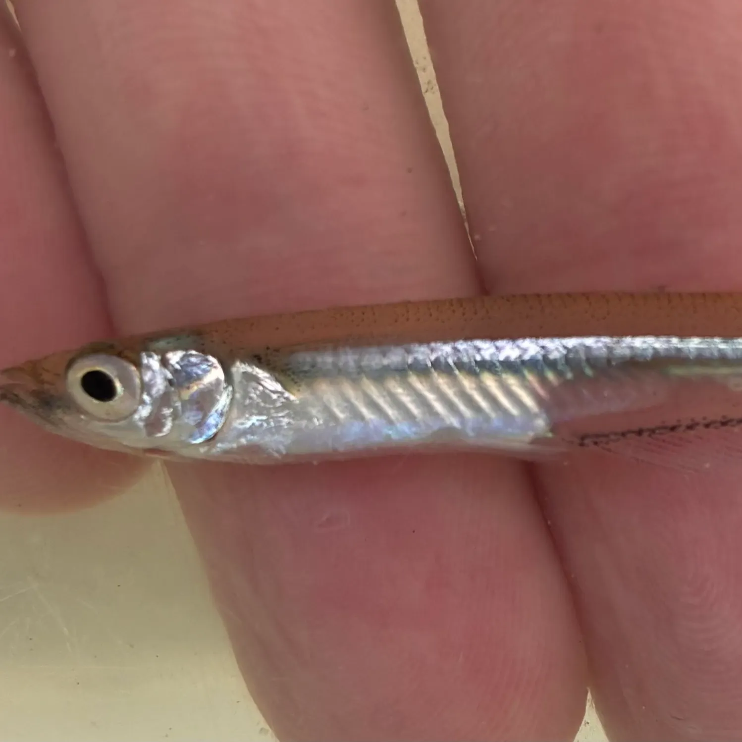 The most recent Brook silverside catches on Fishbrain