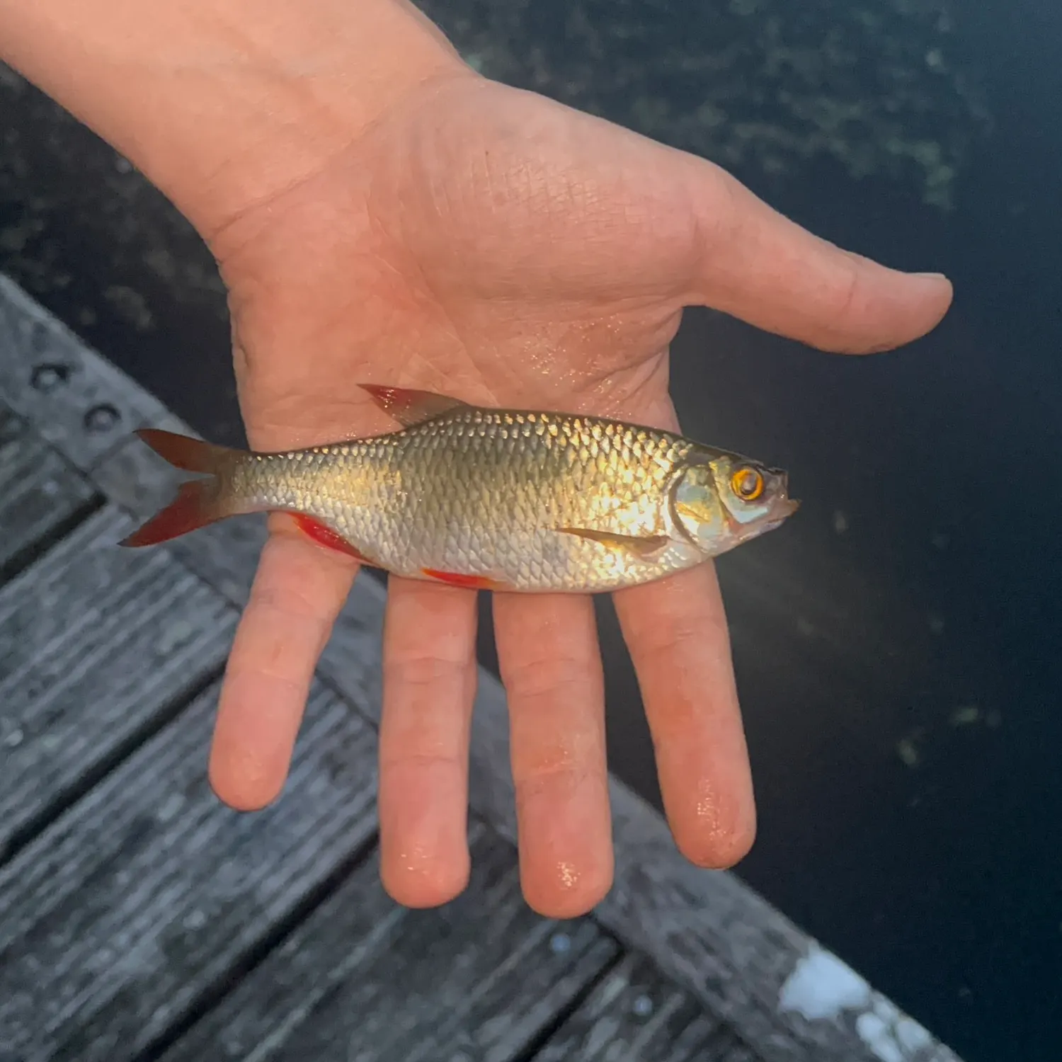 Common roach caught on Fishbrain