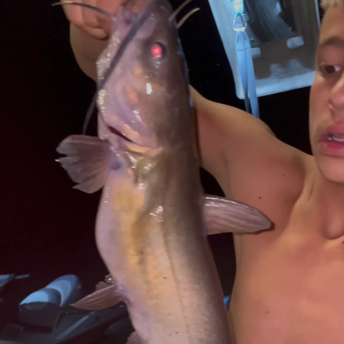 Channel catfish caught on Fishbrain