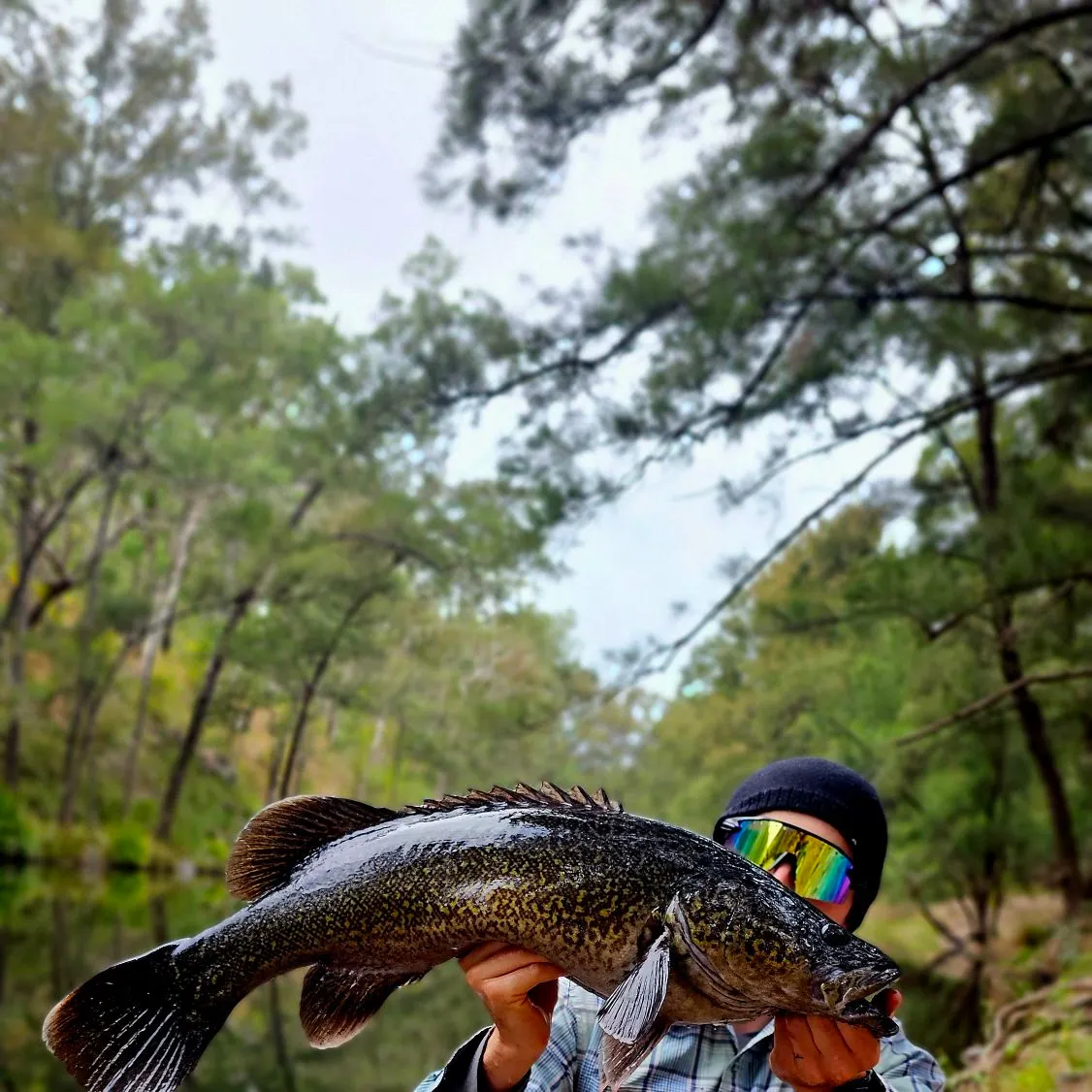 The most recent Clarence River cod catches on Fishbrain