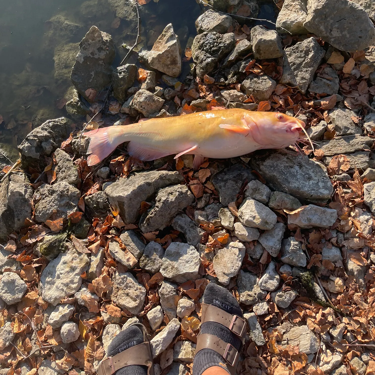 The most recent White bullhead catches on Fishbrain
