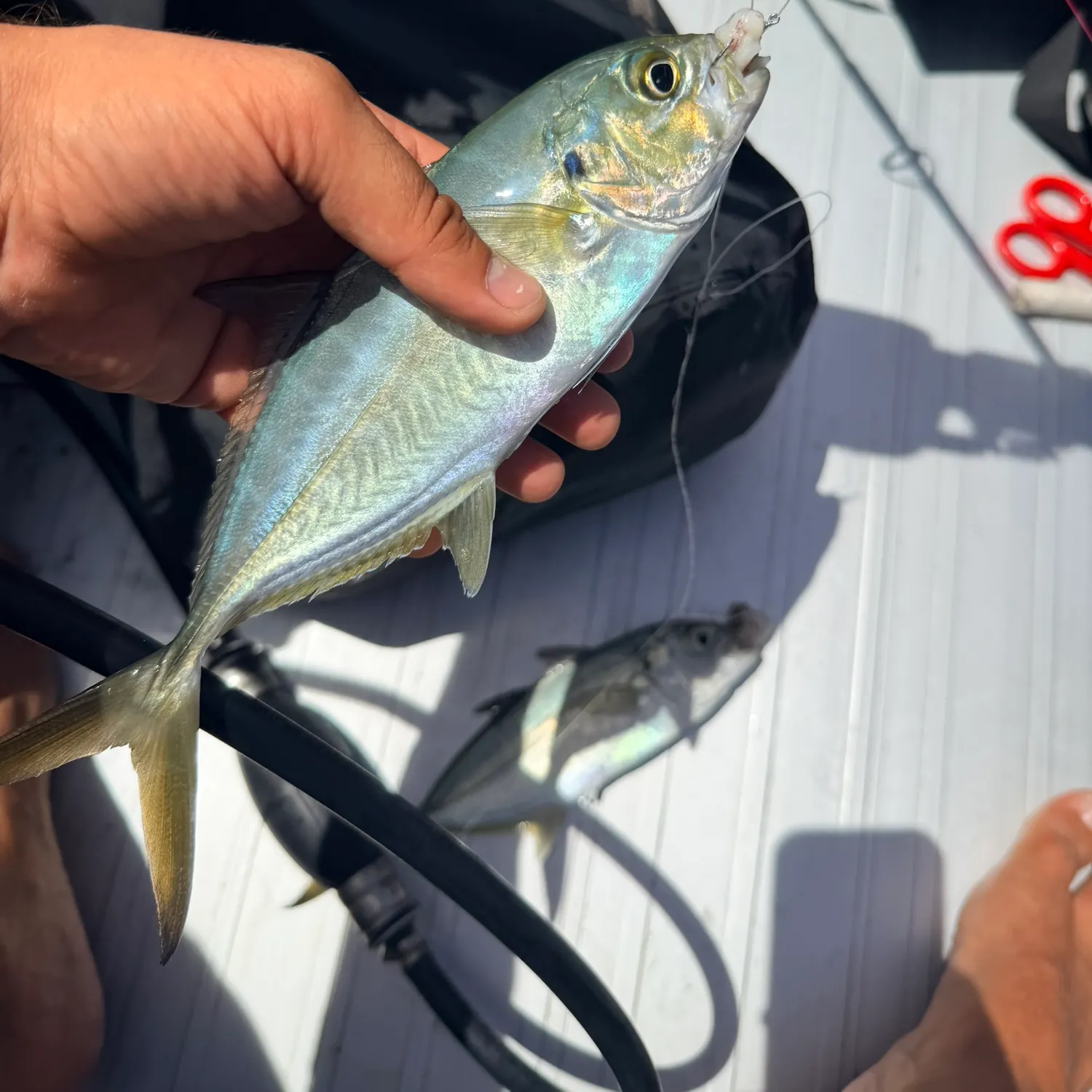 The most recent Blue runner catches on Fishbrain