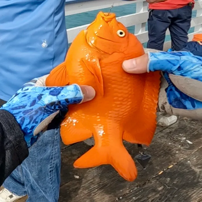 The most recent Garibaldi damselfish catches on Fishbrain