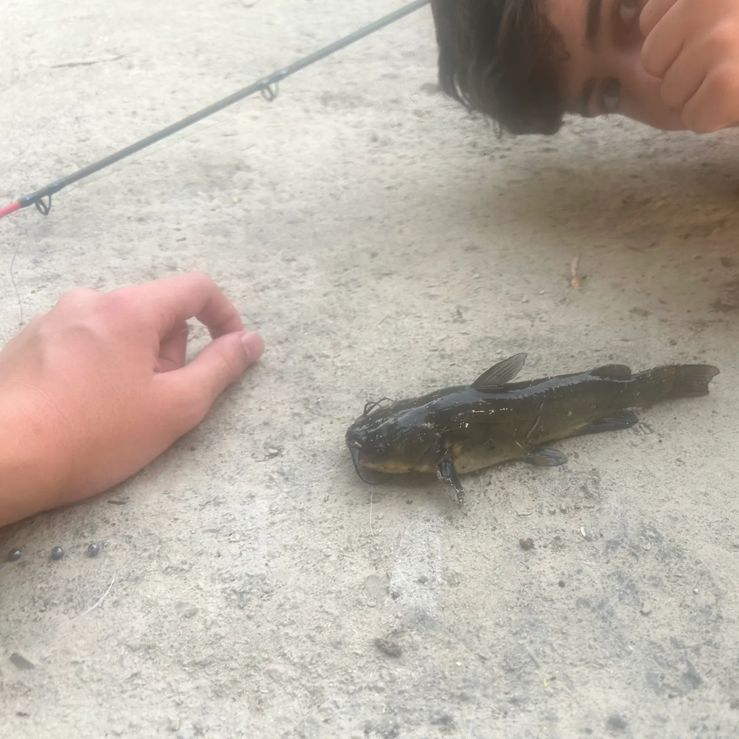 Black bullhead caught on Fishbrain