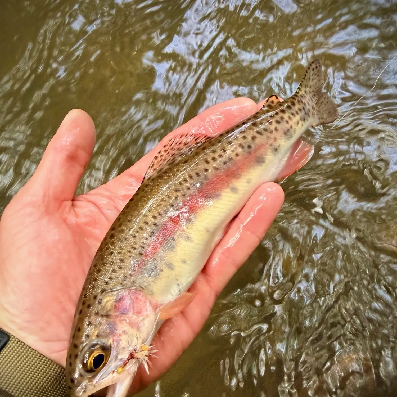 Rainbow trout caught on Fishbrain