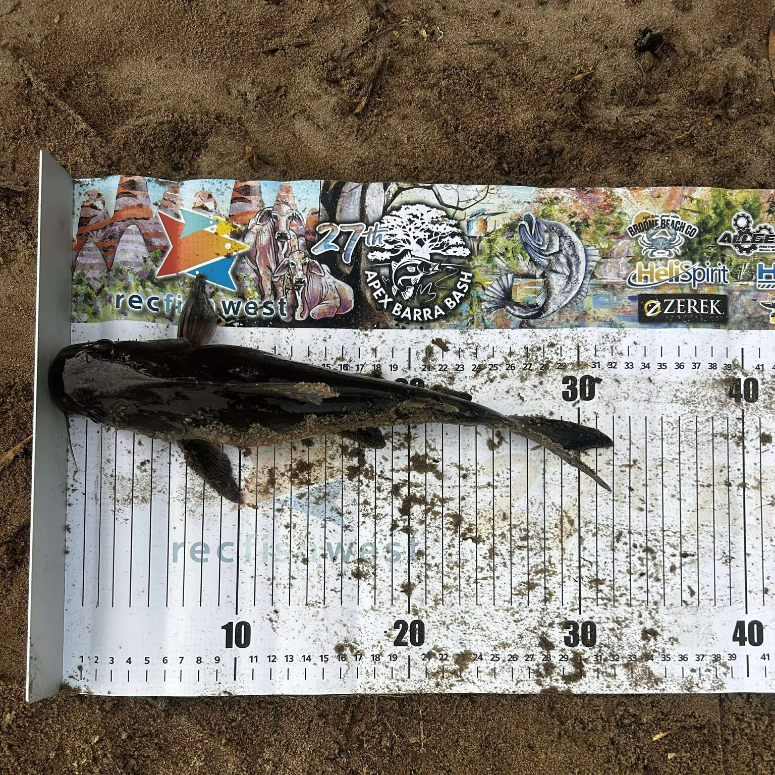 The most recent Blue salmon catfish catches on Fishbrain