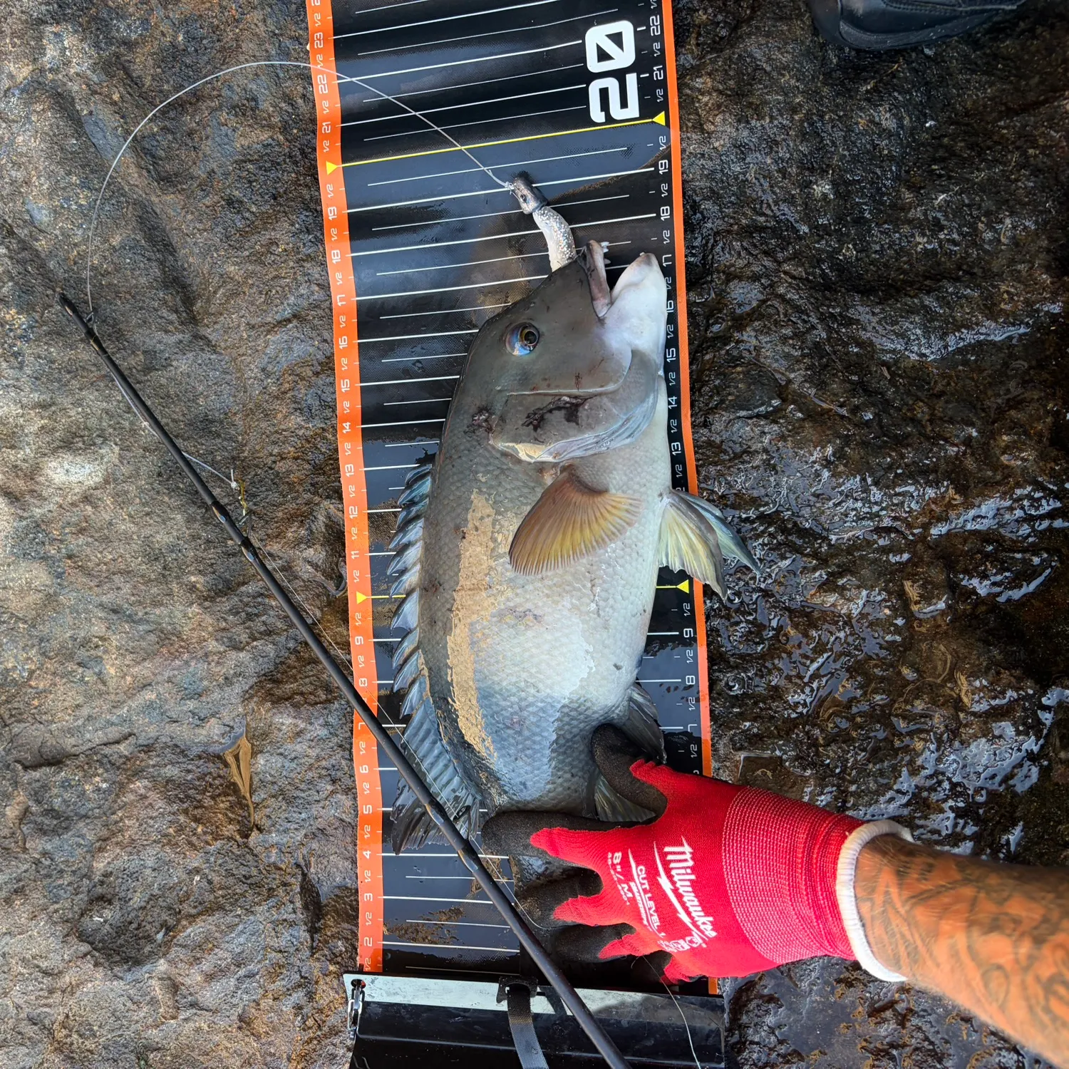 California sheephead caught on Fishbrain