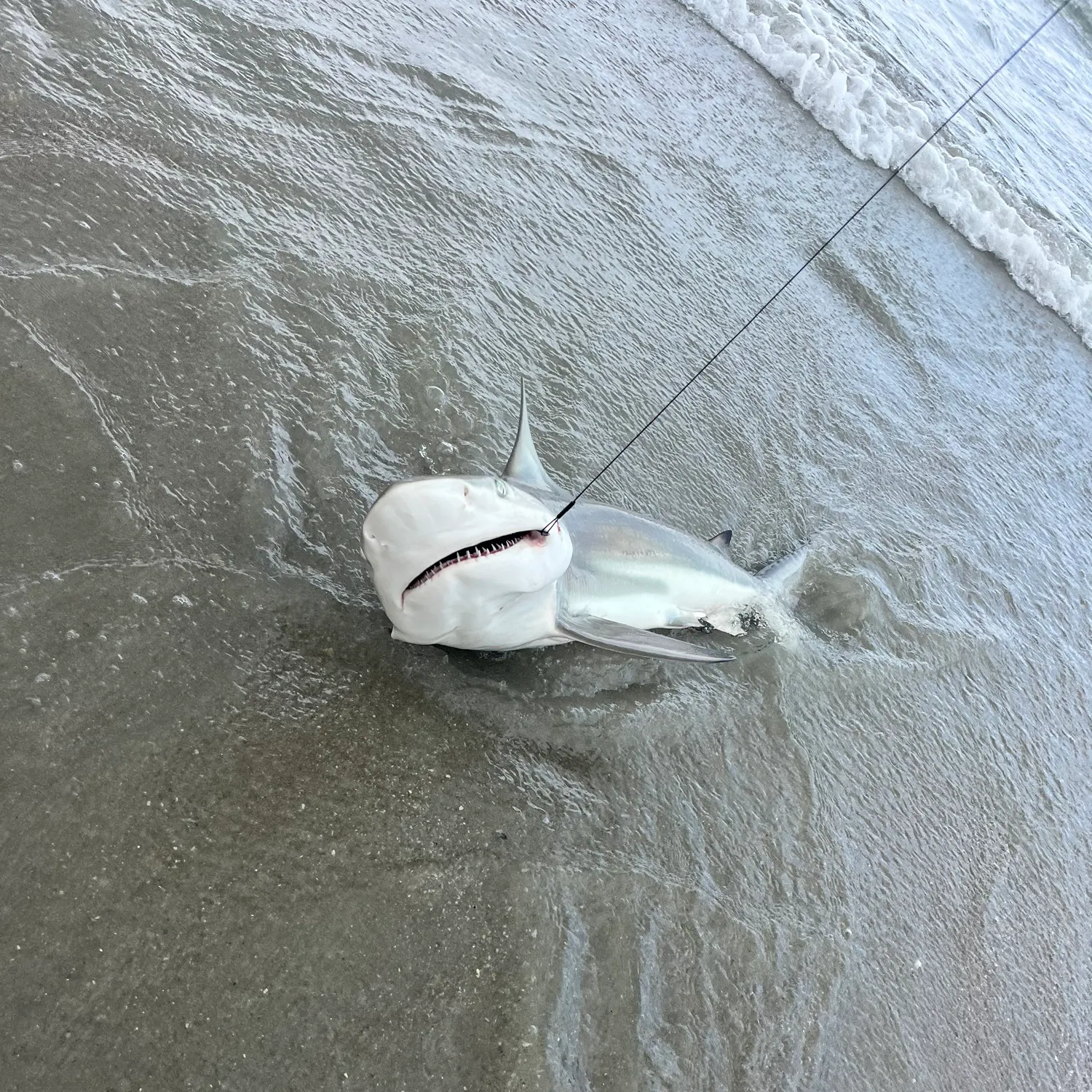 The most recent Blacktip shark catches on Fishbrain