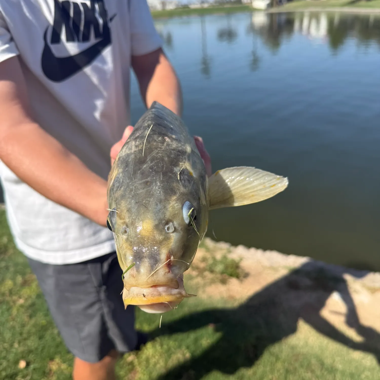 The most recent Ghost carp catches on Fishbrain