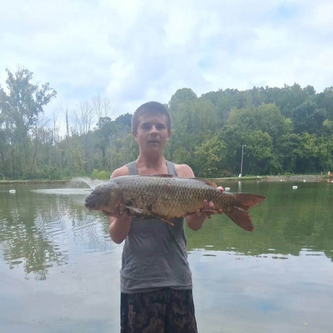 Koi x common carp caught on Fishbrain