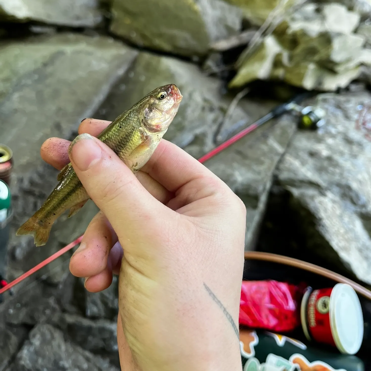 Creek chub caught on Fishbrain
