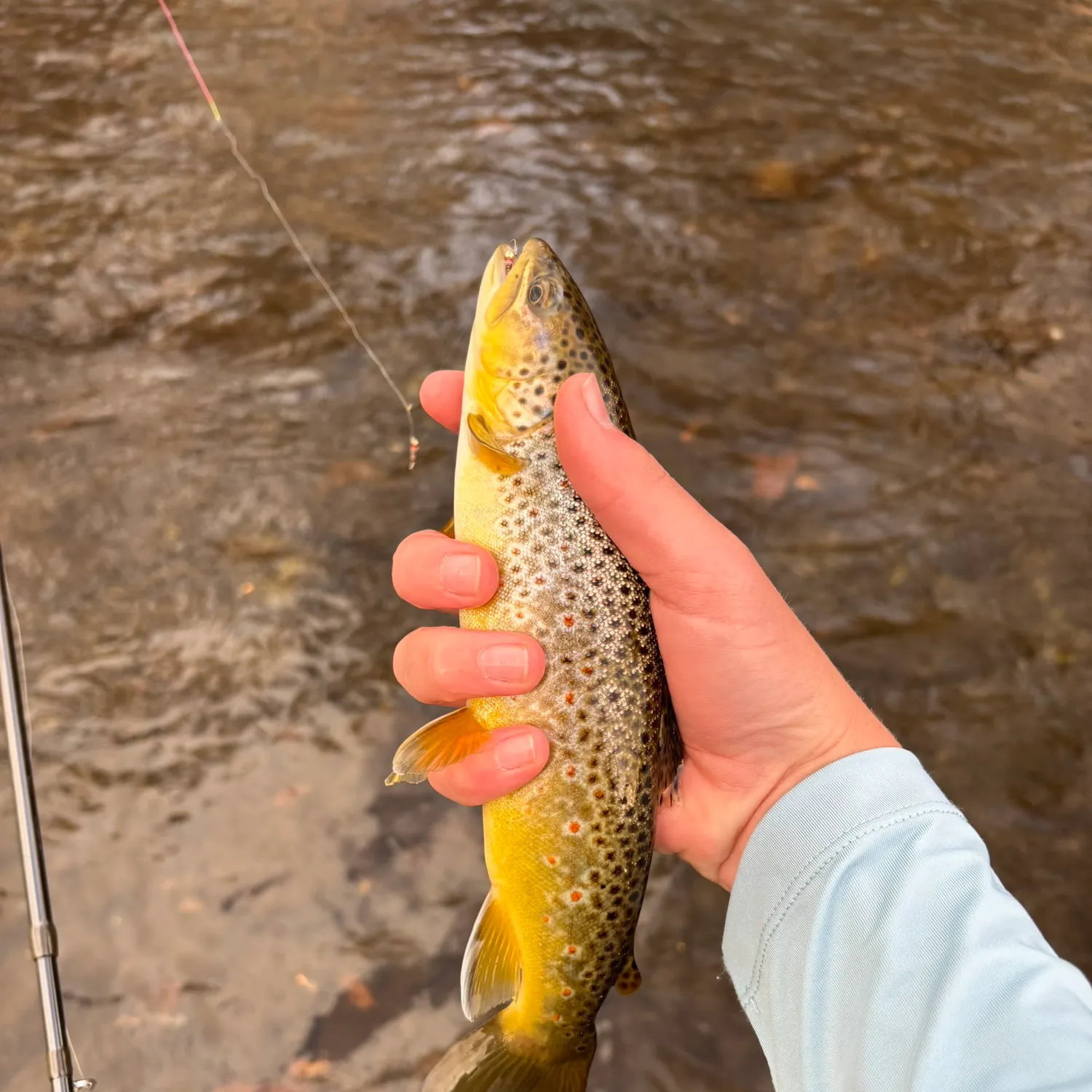 The most recent Brown trout catches on Fishbrain