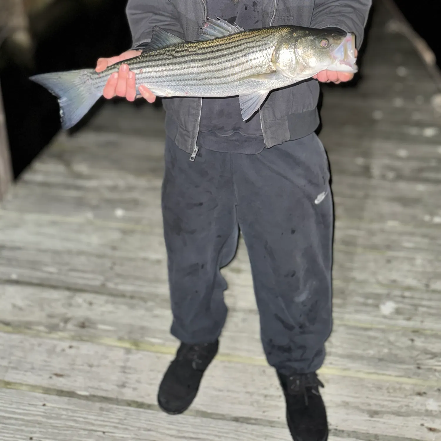 Striped bass caught on Fishbrain