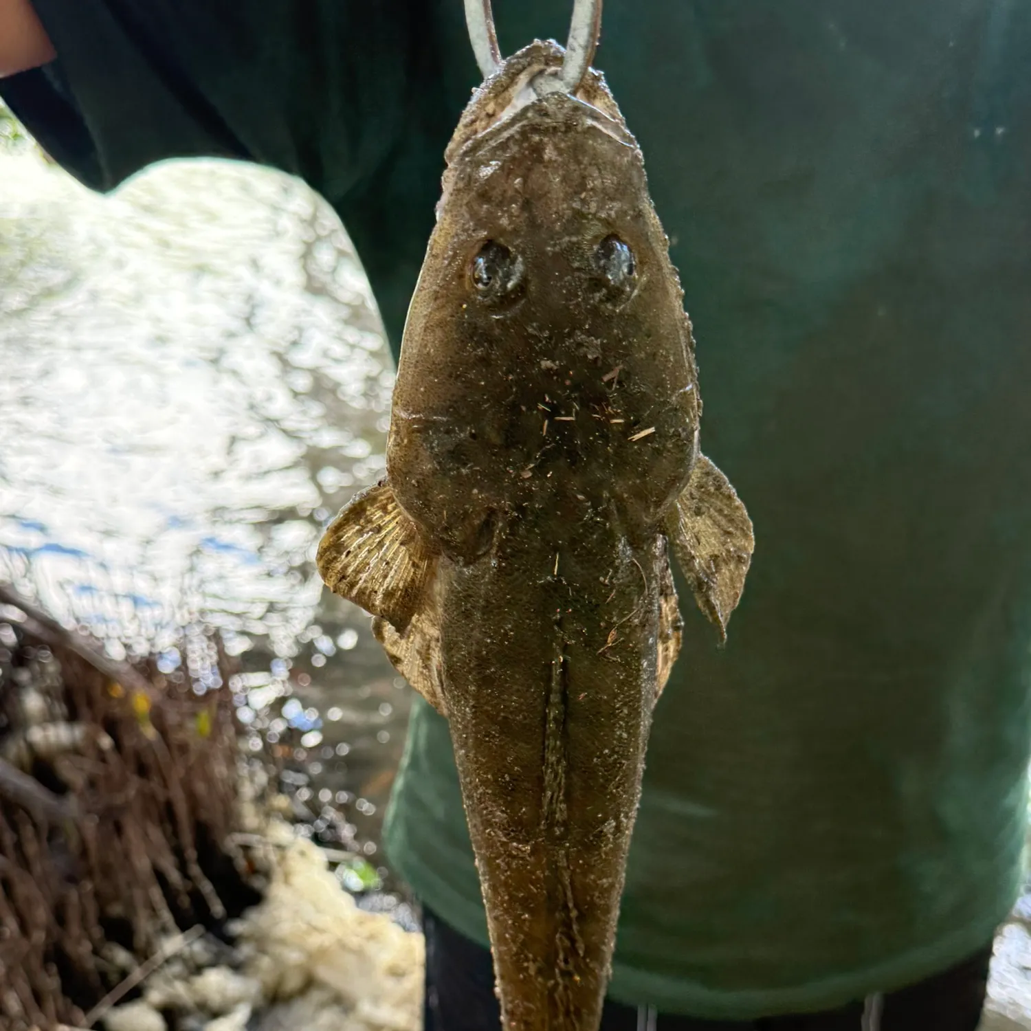 The most recent Dusky flathead catches on Fishbrain