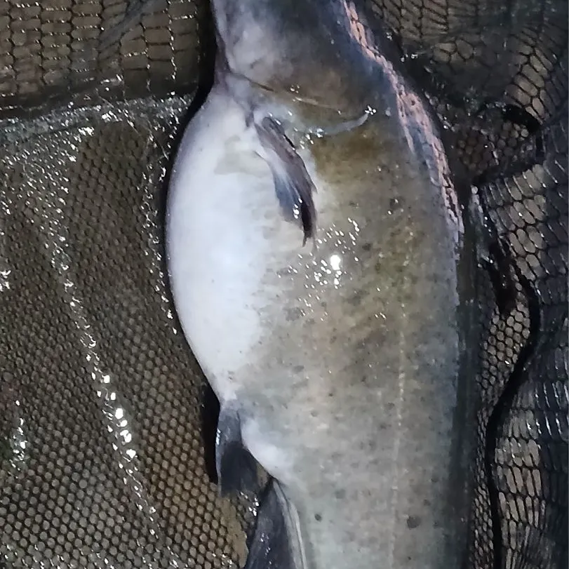 Channel catfish caught on Fishbrain