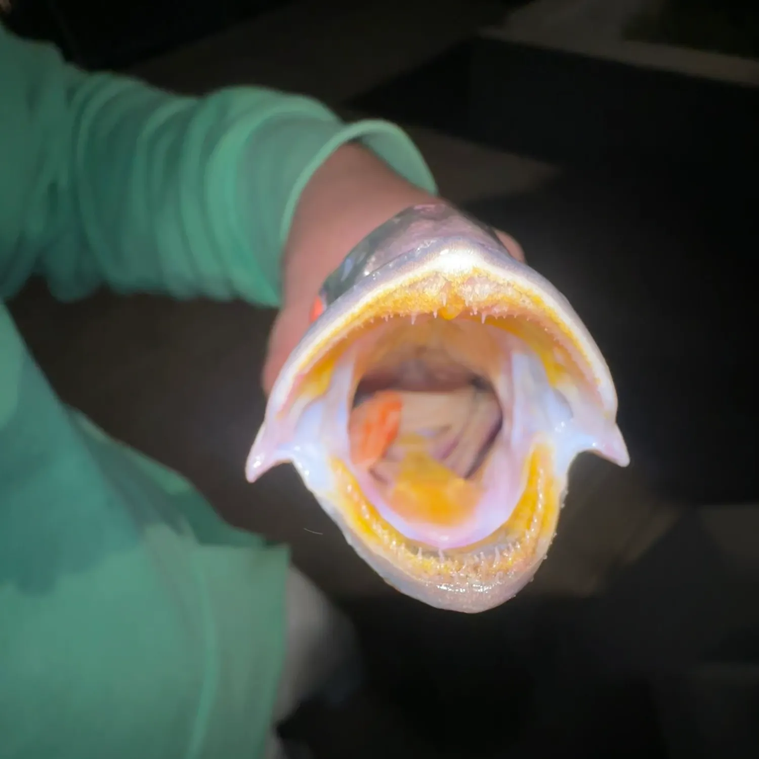 The most recent White seabass catches on Fishbrain