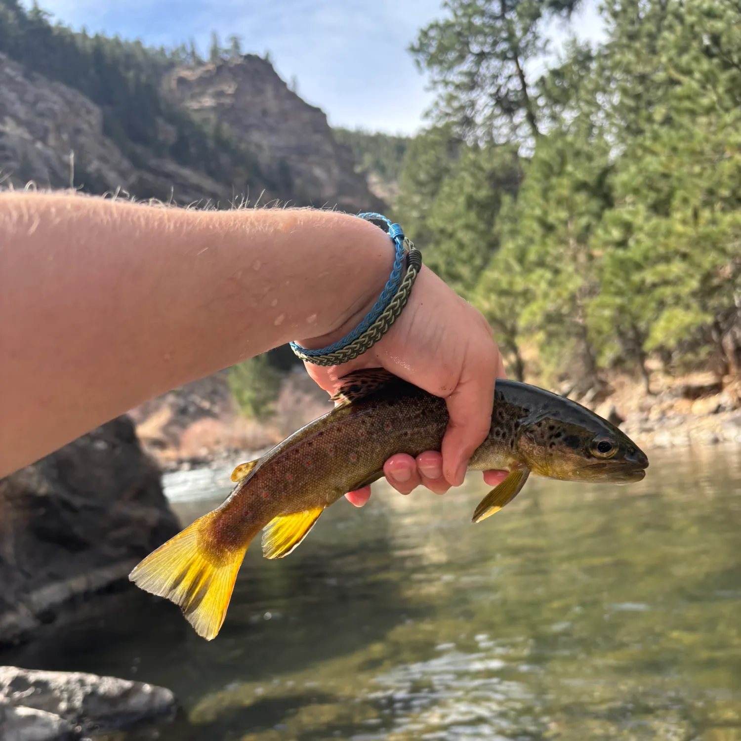 The most recent Whale shark catches on Fishbrain