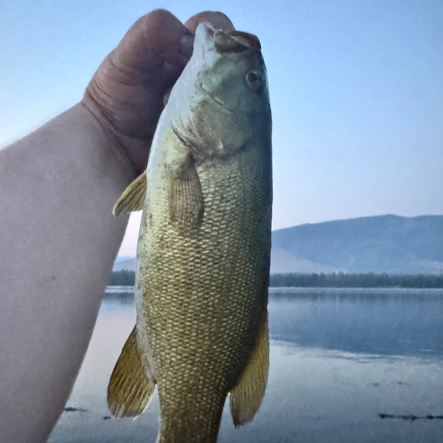 The most recent Smallmouth bass catches on Fishbrain