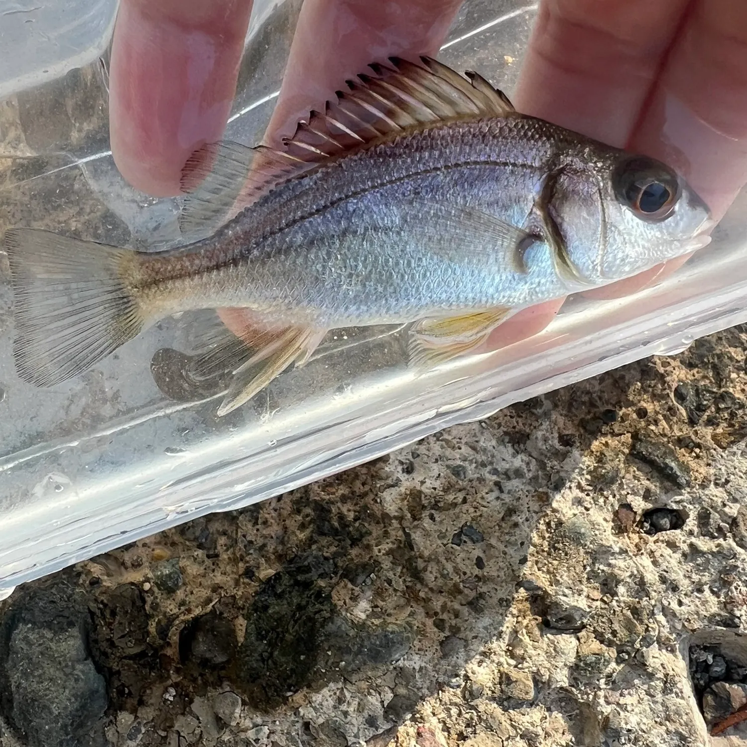 The most recent Sand-mover grunt catches on Fishbrain