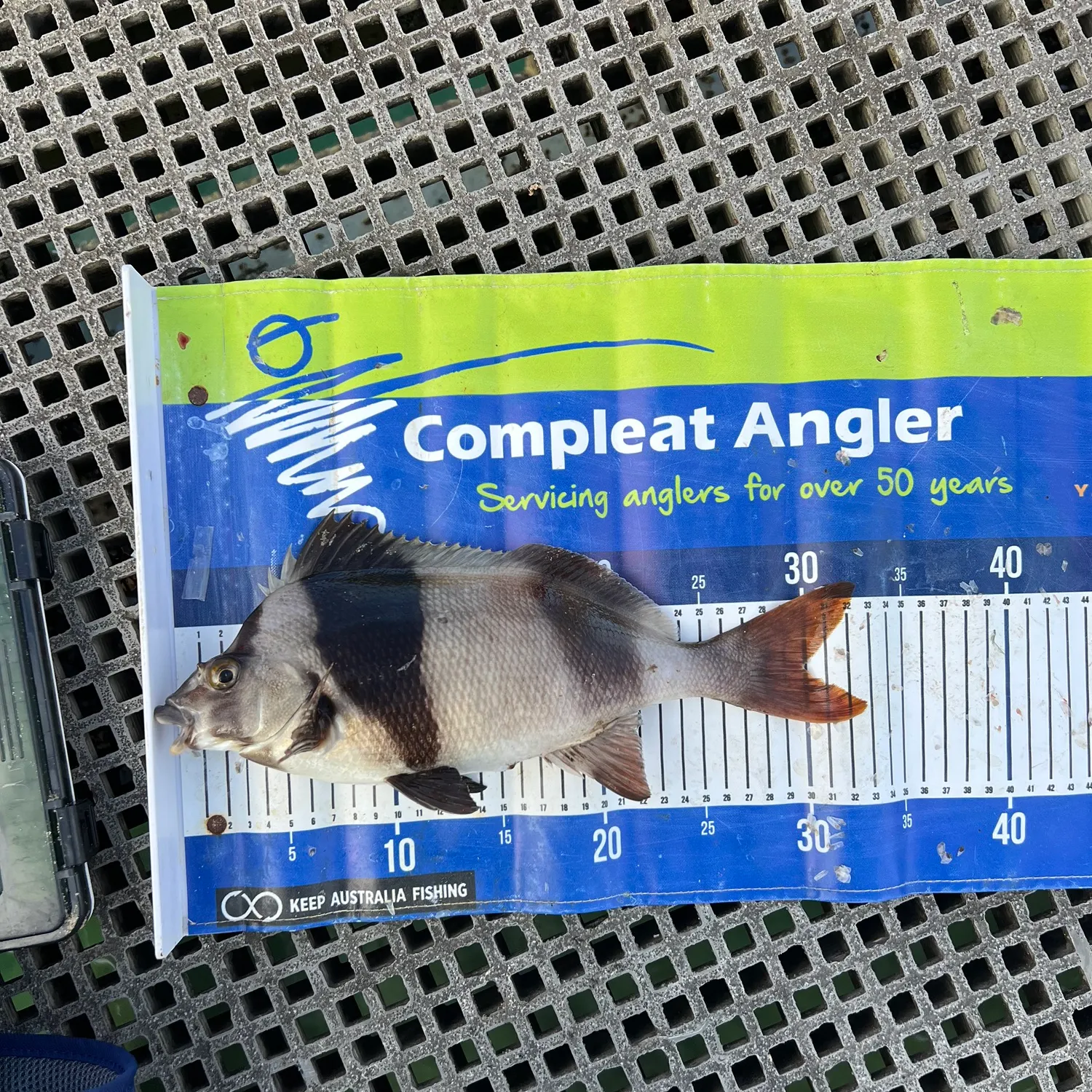 The most recent Magpie perch catches on Fishbrain