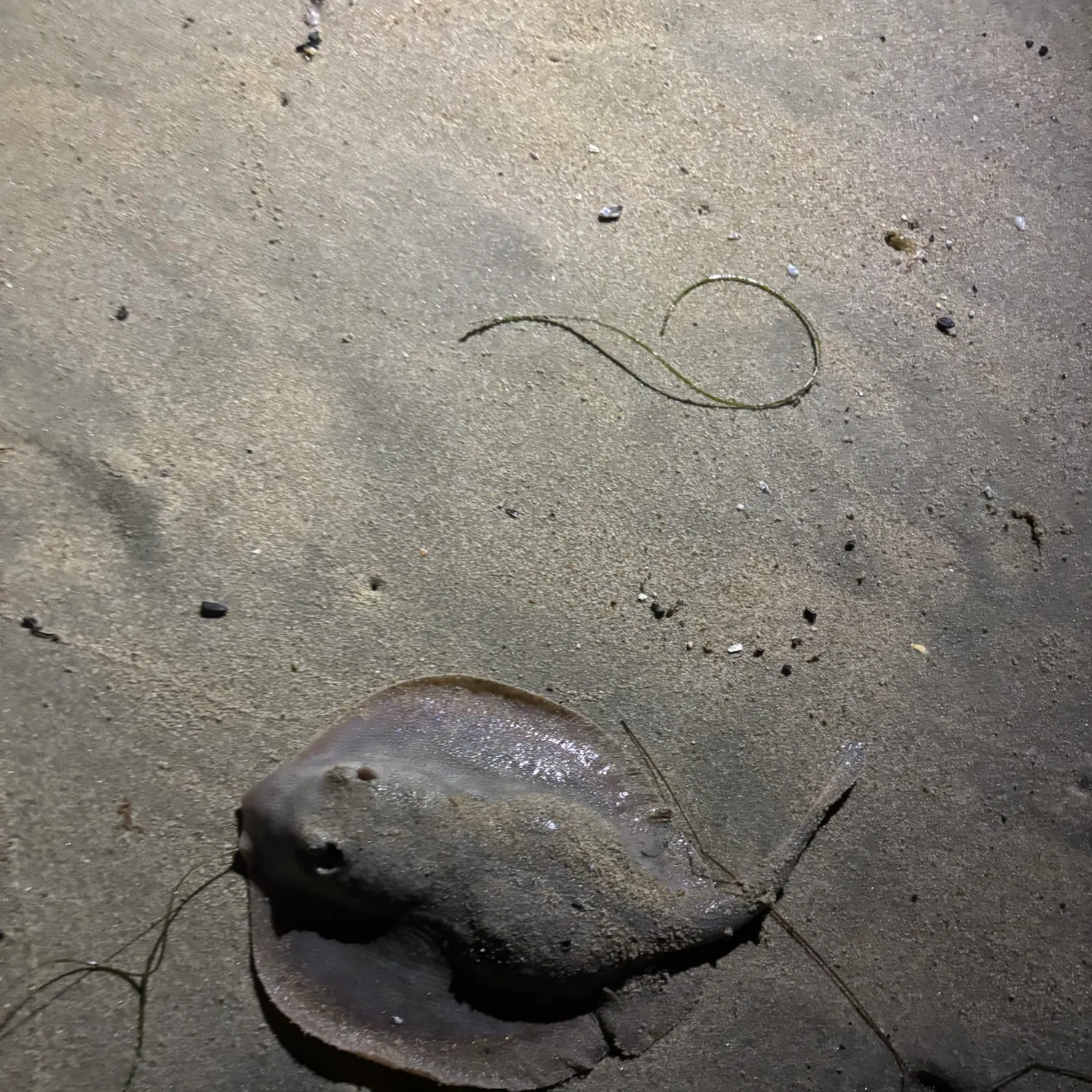 Haller's round ray caught on Fishbrain