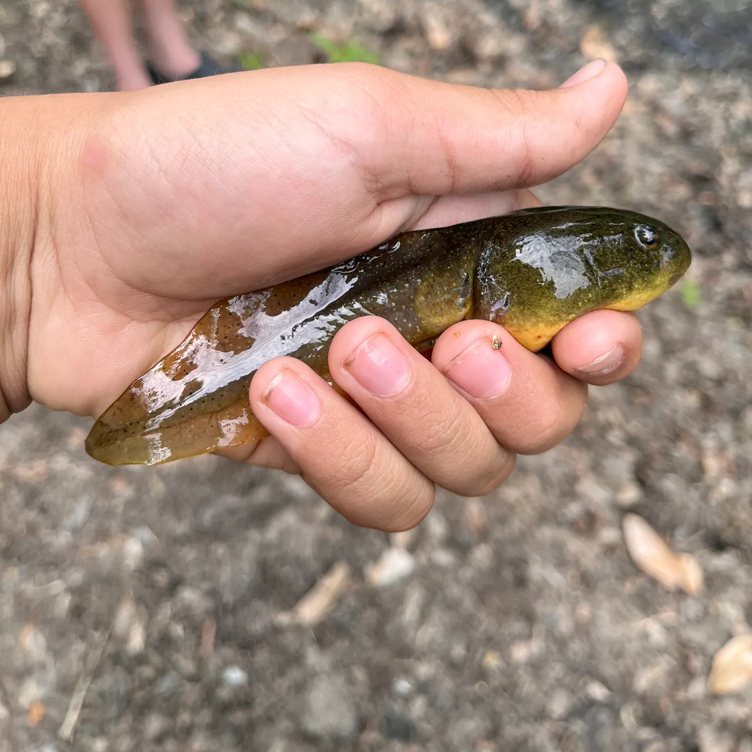 The most recent Tadpole whiptail catches on Fishbrain