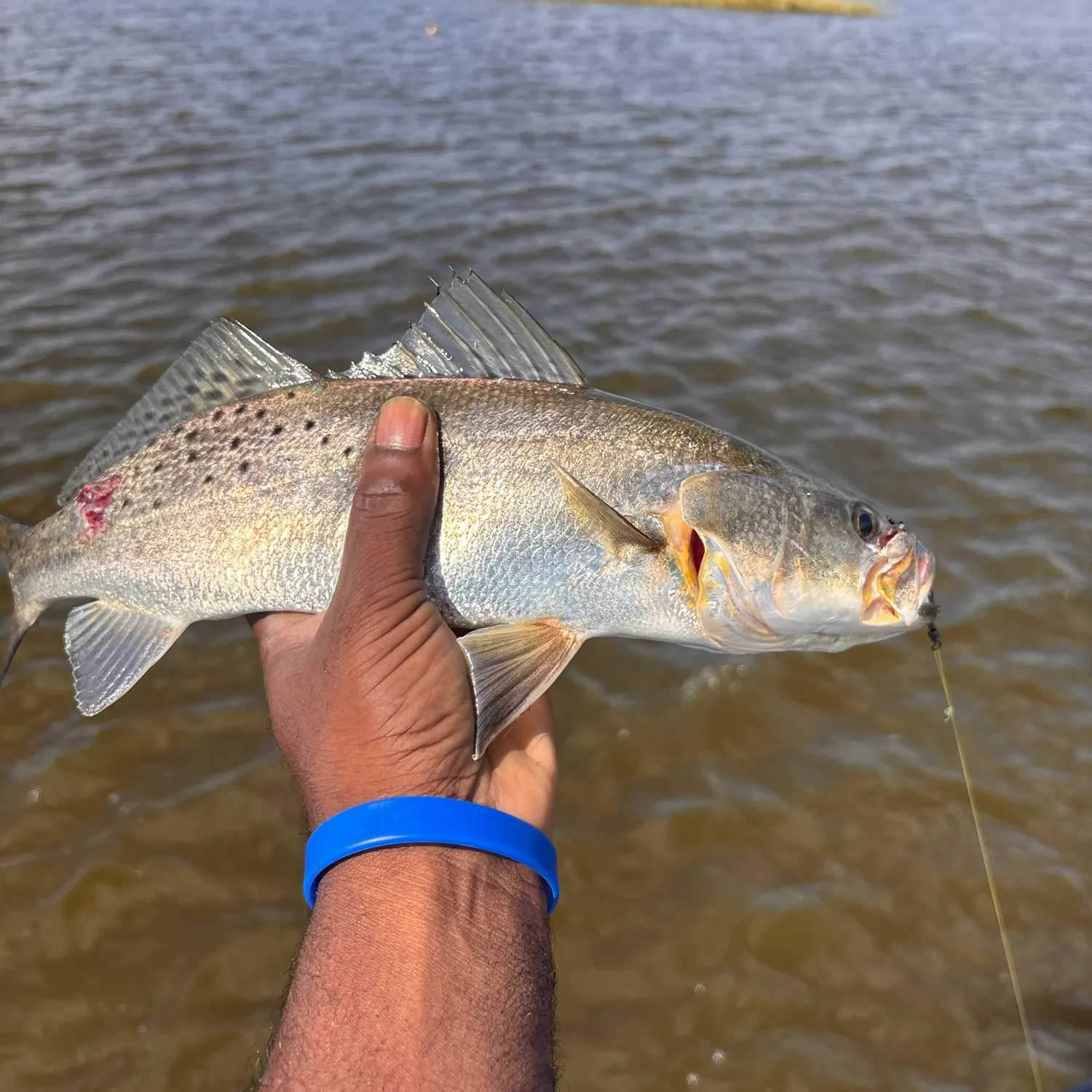 Spotted seatrout caught on Fishbrain