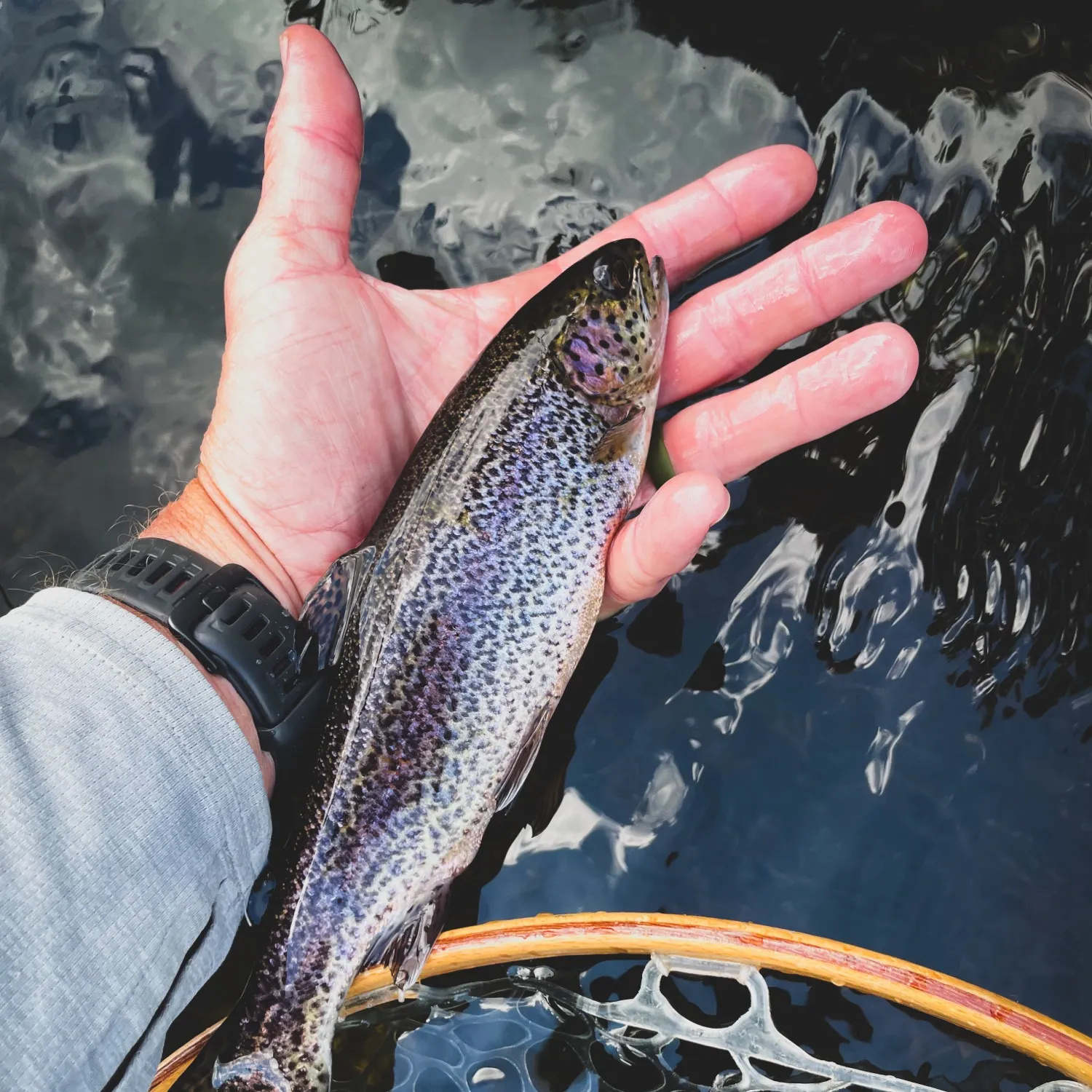 Rainbow trout caught on Fishbrain