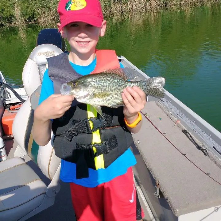 The most recent Black crappie catches on Fishbrain